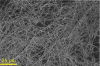 Zdjęcie nanowłókien TaSe3 ze skaningowego mikroskopu elektronowego